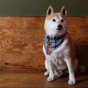 Rainbow Stripe Dog Bandana - thumbnail 1