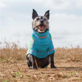 Margate Gingham Dog Jumper - thumbnail 5