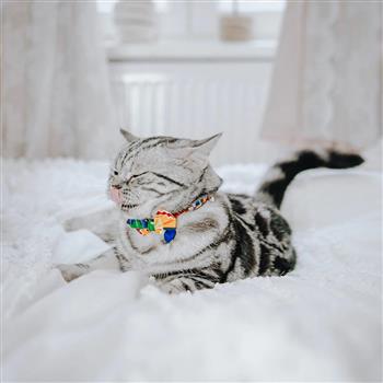 Kente Cat Bow Tie - thumbnail 1
