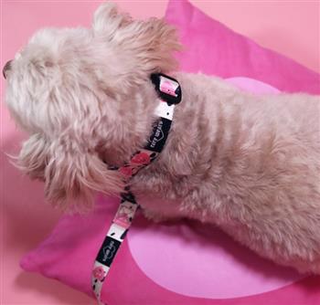 Recycled Plastic Dog Collar & Leash Set - thumbnail 2