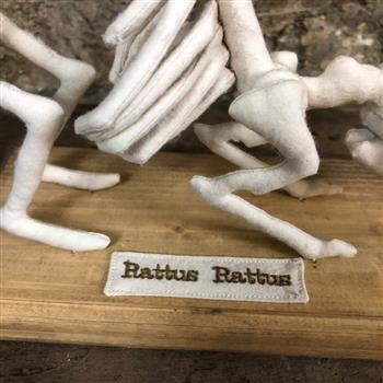 Rattus Rattus Rat Skeleton - thumbnail 2