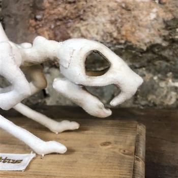 Rattus Rattus Rat Skeleton - thumbnail 3