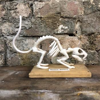 Rattus Rattus Rat Skeleton - thumbnail 1