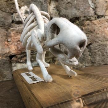 Rattus Rattus Rat Skeleton - thumbnail 5