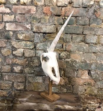 Vegan Unicorn Skull - thumbnail 5