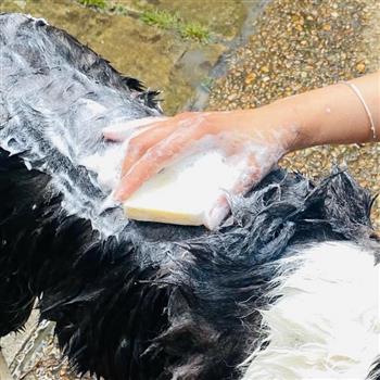 Organic Dog Soap Set - thumbnail 3