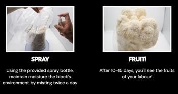 Lions Mane Mushroom Growing Kit - thumbnail 6