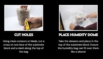 Lions Mane Mushroom Growing Kit - thumbnail 5