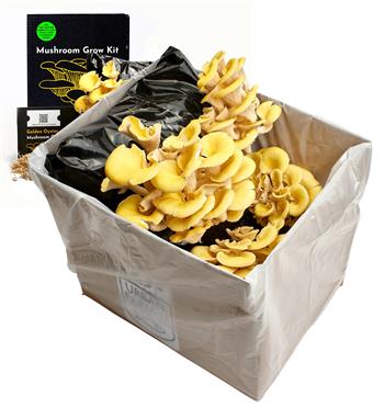 Yellow Gold Oyster Mushroom Growing Kit - thumbnail 2