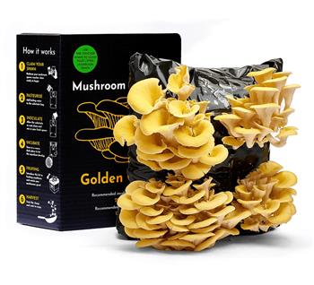 Yellow Gold Oyster Mushroom Growing Kit - thumbnail 3