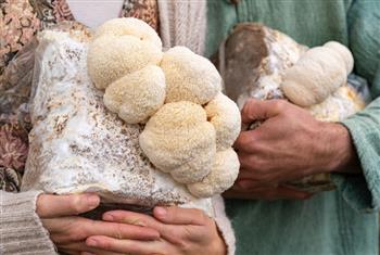 Lions Mane Grow Kit - thumbnail 6