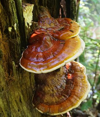 Reishi Triple Extract Tincture - thumbnail 3