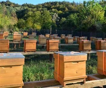 Wildflowers Organic Raw Honey - thumbnail 6