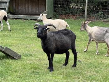 Iceland Sheep Rug - thumbnail 3