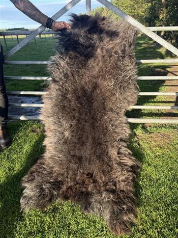 Iceland Sheep Rug - thumbnail 4