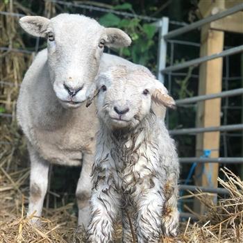 Herdwick Wool Super Soft Rug - thumbnail 2