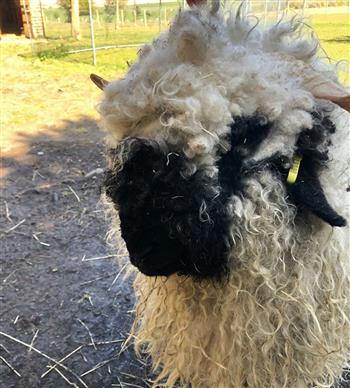 Blacknose Valais Wool Drier Balls - thumbnail 3