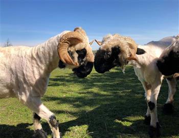 Blacknose Valais Wool Drier Balls - thumbnail 4