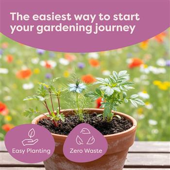 Blooming Flower Seeds Starter Kit - thumbnail 9